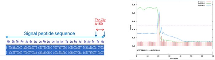 Engineering of Signal Peptide for Correct Processing Engineering of Signal Peptide for Correct Processing