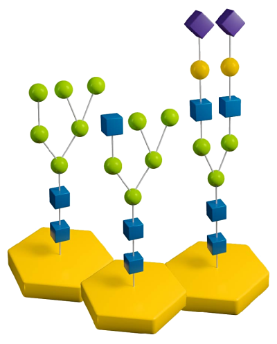 N-Linked Glycans Example diagram of N-linked glycans – High-mannose, Hybrid and Complex.  With N-acetyl-glucosamine (blue cubes), mannose (green spheres), galactose (yellow spheres), and sialic acid (purple diamonds).