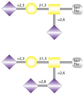 Glycobiology_Manual_Sec1 Disialylated (top) and trisialylated (bottom) O-linked Core 1 glycans