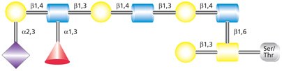 Glycobiology_Manual_Sec1 Structure of the O-linked Core 2 glycan with attached sialyl Lewis X (sLex) moiety