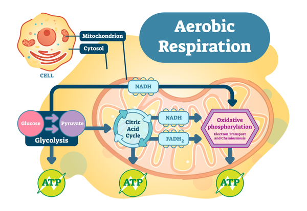 oxidative_phosphorylation_aerobic_respiration oxidative phosphorylation in aerobic respiration