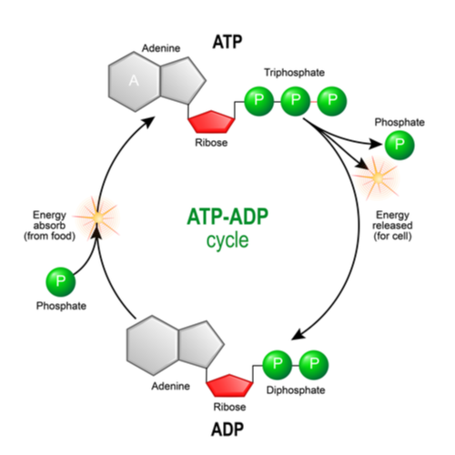 phosphorylation-substrate-level-small Phosphorylation - ATP-ADP Cycle Diagram