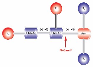 Cleavage site requirements for PNGase F.  R1 = N- and C- substitution by groups other than H,  R2 = H or the rest of an oligosaccharide , R3 = H or α(1→6) fucose. Cleavage site requirements for PNGase F.