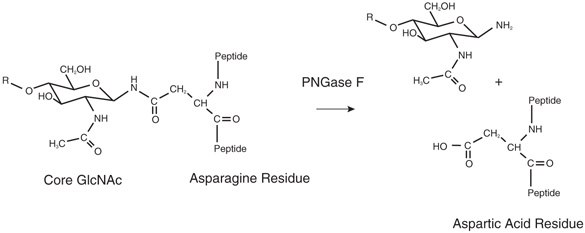 Aspartic Acid Residue from PNGase F Cleavage Cleavage products from PNGase F treatment of N-glycans which includes deamination to aspartic acid.