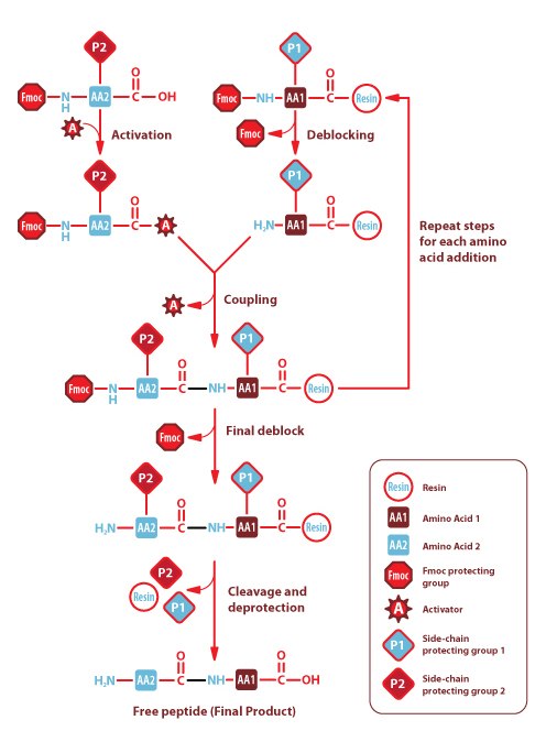 Solid Phase FMOC Solid Phase FMOC