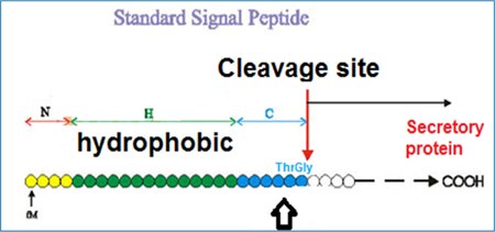 Structure of a signal peptide. Structure of a signal peptide.