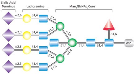 Example of tetraantennary complex glycan that contains terminal sialic acid residues, a bisecting GlcNAc on the pentasaccharide core, and fucosylation on the core GlcNAc. Tetraantennary complex glycan