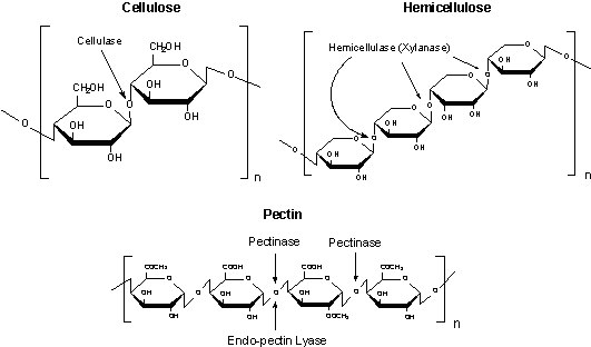 Cellulose, Hemicellulose and Pectin structures Cellulose, Hemicellulose and Pectin structures