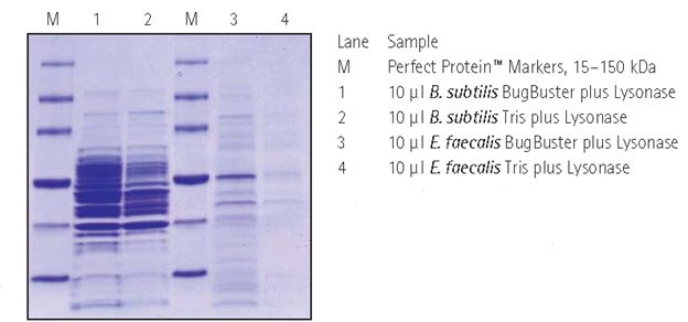 Protein Extraction Gram Positive Bacteria Protein Extraction Gram Positive Bacteria