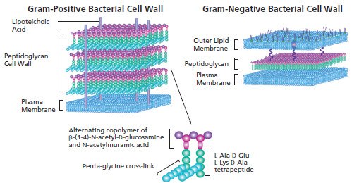 Gram Positive Bacterial Cell Wall and Gram Negative Bacterial Cell Wall Gram Positive Bacterial Cell Wall and Gram Negative Bacterial Cell Wall