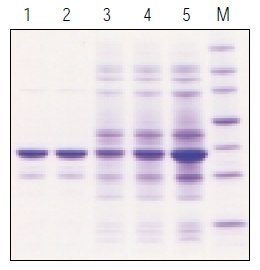 Analysis of BugBuster® reagent extracted Analysis of BugBuster® reagent extracted