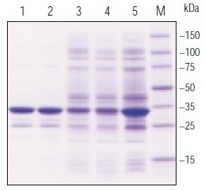 Analysis of BugBuster® reagent extracted Analysis of BugBuster® reagent extracted