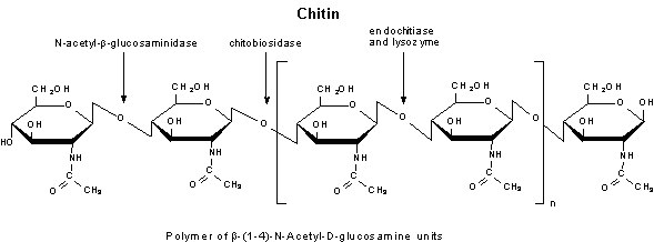 Chitinase Chitinase