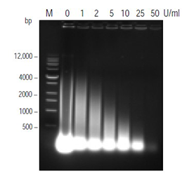 Nucleic acid digestion by Benzonase® nuclease Nucleic acid digestion by Benzonase® nuclease