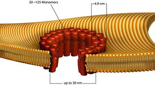 STREPTOLYSIN O Streptococcus Pyogenes