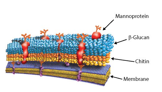 yeast cell wall yeast cell wall