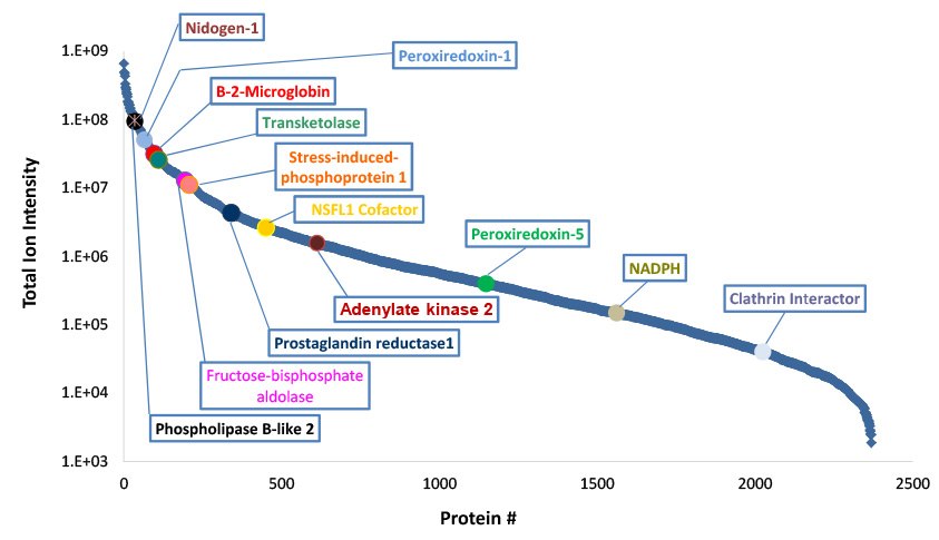 Identified SIL-CHO proteins arranged by relative abundance based on total ion intensity.  Identified SIL-CHO proteins arranged by relative abundance based on total ion intensity.