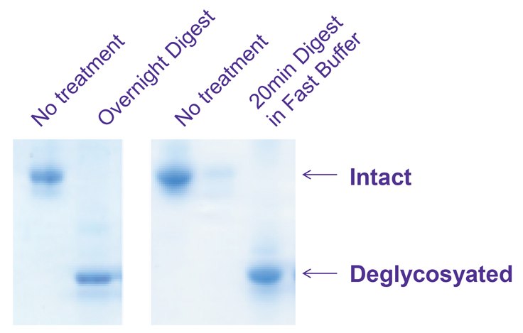 Bovine Acid glycoprotein (G3643) was deglycosylated with PNGase F Bovine Acid glycoprotein (G3643) was deglycosylated with PNGase F