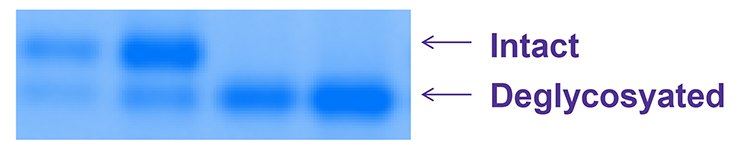 RNAse B was denatured with or without βME  RNAse B was denatured with or without βME