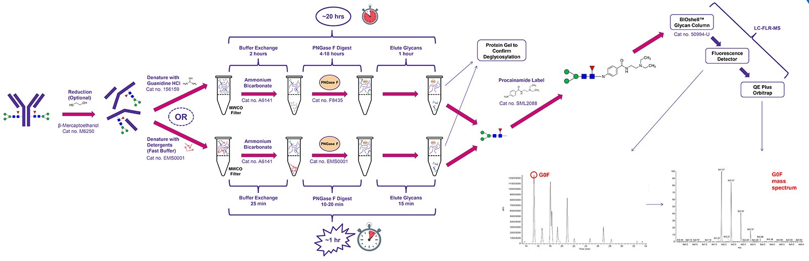 Workflow for Glycan Sample Preparation and Analysis by LC-MS Workflow for Glycan Sample Preparation and Analysis by LC-MS
