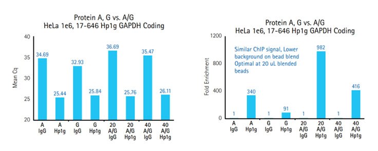 Comparison of ChIP using Protein A or G alone vs. A/G Blends. Comparison of ChIP using Protein A or G alone vs. A/G Blends.
