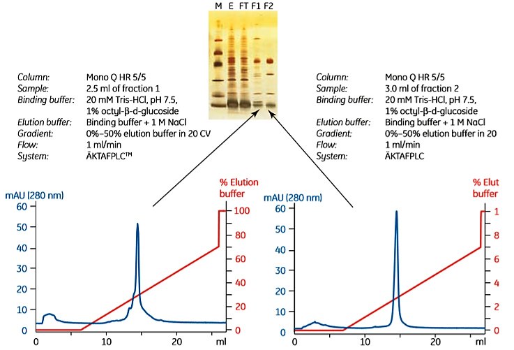Charge homogeneity characterization of histidine-tagged cytochrome bo3 ubiquinol oxidase using anion exchange chromatography with Mono Q. Two fractions obtained from IMAC purification were analyzed. Electrophoretic analysis was done with PhastSystemTM using PhastGelTM 8-25% and silver staining. M = Low Molecular Weight Calibration Kit; E = detergent extract of E. coli membranes; FT = flowthrough material; F1 = fraction 1 from HiTrap Chelating HP 1 mL; F2 = fraction 2 from HiTrap Chelating HP 1 mL.  See application note 18-1128-92 ”Purification and chromatographic characterization of an integral membrane protein.” Charge homogeneity characterization