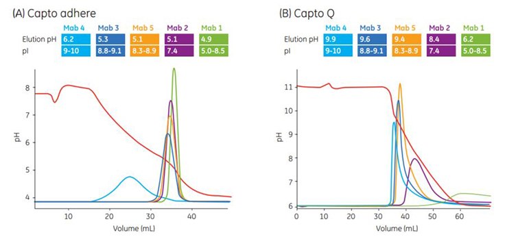 Different selectivity of Capto adhere compared with traditional ion exchangers Different selectivity of Capto adhere compared with traditional ion exchangers