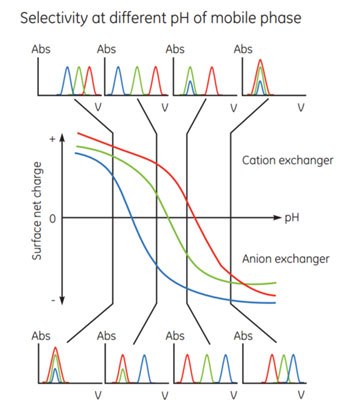 Effect of pH on protein elution patterns. Effect of pH on protein elution patterns.