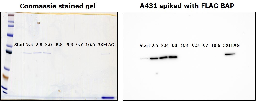 Anti-FLAG® M2 Magnetic Beads Elution by a wide range of pH (2.5 to 10.6), compared with elution using 3X FLAG® peptide.