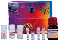 Components of GlycoProfile I, In-Gel Deglycosylation Kit (Product No. <a href="/product/SIGMA/PP0200">PP0200</a>). Components of GlycoProfile I, In-Gel Deglycosylation Kit