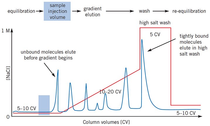 The ideal IEX separation: target proteins well resolved by gradient elution The ideal IEX separation: target proteins well resolved by gradient elution