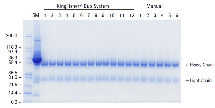 IgG purification from rabbit serum using PureProteome™ Protein G Magnetic Beads SDS-PAGE gel: IgG purification from rabbit serum using PureProteome™ Protein G Magnetic Beads.
