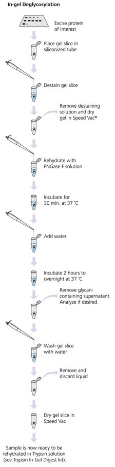 GlycoProfile I, In-Gel Deglycosylation GlycoProfile I, In-Gel Deglycosylation