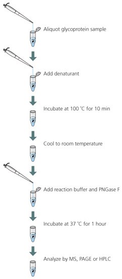 In-solution Deglycosylation In-solution Deglycosylation
