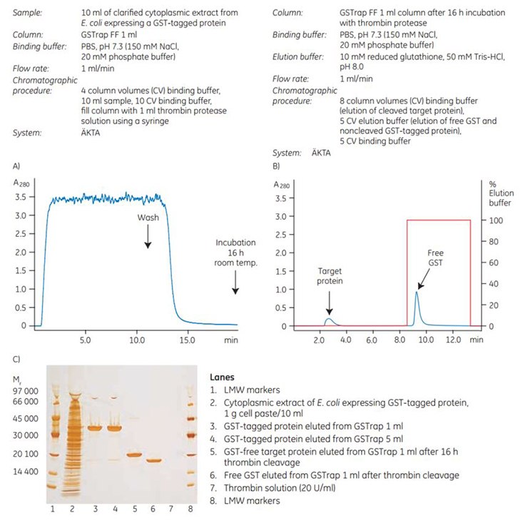On-column thrombin cleavage of a GST-tagged protein  On-column thrombin cleavage of a GST-tagged protein