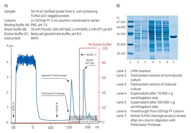 Purification and on-column cleavage of TLP40-GST-tagged protein Purification and on-column cleavage of TLP40-GST-tagged protein