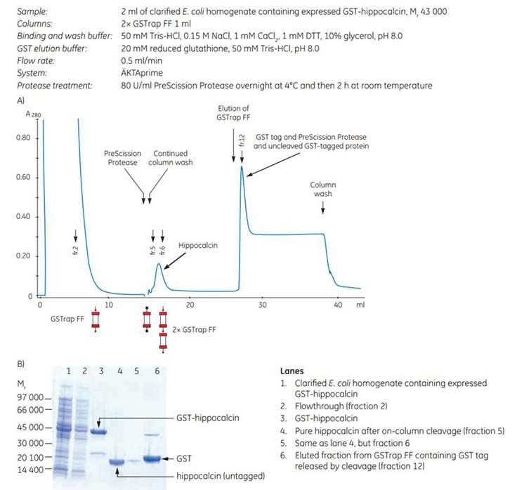 Purification of human hippocalcin-GST-tagged protein Purification of human hippocalcin-GST-tagged protein