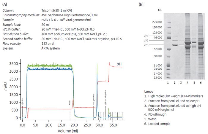 (A) Purification of rAAV on AVB Sepharose High Performance using low pH elution followed by high pH elution with 500 mM arginine. The absorbance at 260 and 280 nm is shown in green and blue, respectively. Conductivity is shown in red. (B) SDS-PAGE analysis on fractions collected during purification of rAAV1 on AVB Sepharose High Performance. Purification of rAAV on AVB Sepharose High Performance using low pH elution