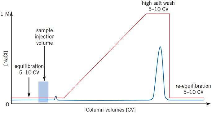 Sample still eluting when gradient begins Sample still eluting when gradient begins