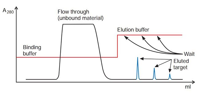 troubleshooting-affinity-chromatography-4 Target elutes in a broad, low peak
