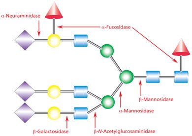 Exoglycosidase enzymes Exoglycosidase enzymes