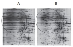 2-D Clean-Up Kit eliminates most of the horizontal streaking caused by residual SDS. Sample: Rat liver extracted with 4% SDS, 40 mM Tris base. First dimension: Approximately 20 μg of rat liver protein, Immobiline™ DryStrip (pH 4-7, 7 cm). Ettan™ IPGphor™ 3 Isoelectric Focusing Unit unit 17.5 kVh. Second dimension: SDS-PAGE (12.5%), run on SE 260 Mini-Vertical Unit (8 × 9 cm gel). Stain: PlusOne™ Silver Staining Kit, Protein. 2-D Clean-Up Kit eliminates most of the horizontal streaking caused by residual SDS
