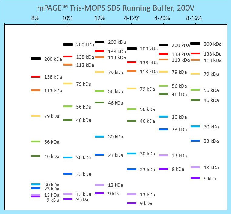 Migration chart for mPAGE<sup>®</sup> precast gels using Tris-MOPS SDS running buffer Protein banding patterns for different mPAGE® gel strengths run in Tris-MOPS running buffer. This migration chart can be used to determine the best mPAGE™ gel concentration and format for your gel electrophoresis application