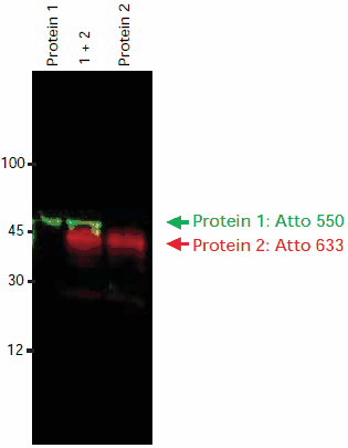 Immunoblot detection of Protein 1 and Protein 2 using two primary antibodies and two anti-IgG-Atto dye conjugates. Both secondary antibodies were developed in the same species (goat). Imaging was done sequentially using a FLA-3000 Fuji® laser scanner, first at an excitation wavelength of 532 nm with a 580 nm emission filter, then at an excitation wavelength of 633 nm with a 675 nm emission filter. The image overlay was done using a software tool.  Immunoblot detection of Protein 1 and Protein 2 using two primary antibodies and two anti-IgG-Atto dye conjugates. Both secondary antibodies were developed in the same species (goat). Imaging was done sequentially using a FLA-3000 Fuji® laser scanner, first at an excitation wavelength of 532 nm with a 580 nm emission filter, then at an excitation wavelength of 633 nm with a 675 nm emission filter. The image overlay was done using a software tool.