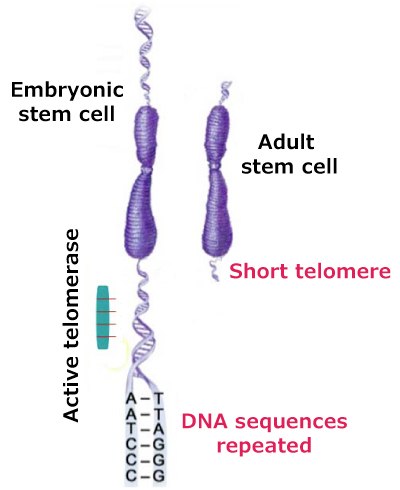 Active telomerase activity adding repeated DNA sequences. Active telomerase activity related to the hallmark of cancer enabling replicative immortality. On the left is an embryonic stem cell with an active telomerase adding repeated DNA sequences (hexameric, or TTAGGG). On the right is an adult stem cell with a short telomere.