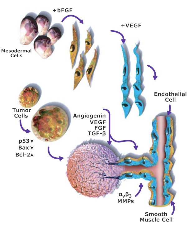 Angiogenesis signaling pathway including the role of VEGF and FGF angiogenic factors. Signaling pathway for angiogenesis and endothelial cell survival, proliferation, and migration related to the hallmark of cancer inducing angiogenesis. Shows how angiogenic factors like angiogenin, VEGF, FGF, and TGF-β are used to stimulate endothelial cells and promote neovascularization, causing tumor growth.