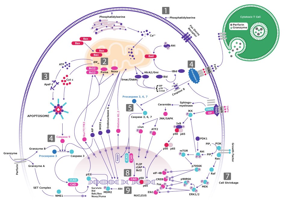Apoptosis signaling pathway highlighting the gatekeepers, caspase-8 and caspase-9, executing the cell death program. Signaling pathway for apoptosis and the cell death program related to the hallmark of cancer evading apoptosis. One highlighted pathway is through caspase-9 activated by drugs, irradiation, or growth factor withdrawal (goes through Cyt c then CARD to Pro-Caspase-9 and Caspase-9 to Caspase 3,6,7 into the nucleus). Another highlighted pathway is through caspase-8 activated by FASL (starts with FASL attached to FAS/FADD then Pro-Caspase-8 and Caspase-8 to Caspase 3,6,7 into the nucleus).