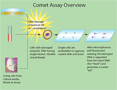 Comet Assay Comet Assay Overview