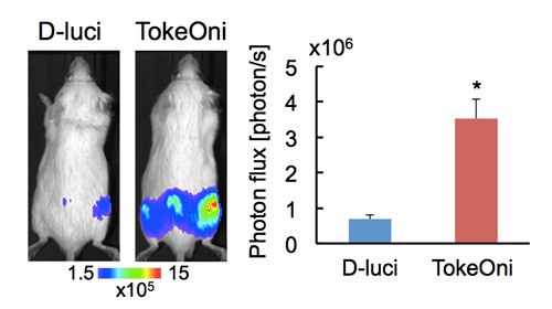 High-sensitive in vivo imaging of bone metastasis using TokeOni High-sensitive in vivo imaging of bone metastasis using TokeOni