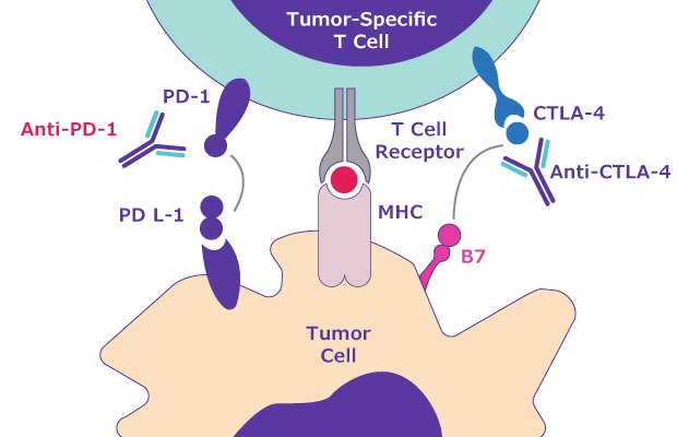 Immune escape signaling pathway including the role of PD-1 and PD-L1/PD-L2. Signaling pathway for immune escape related to the hallmark of cancer escape from immune control. Shows PD-1 attached to the tumor-specific T cell interacting with the PD-L1 ligand on the tumor cell.